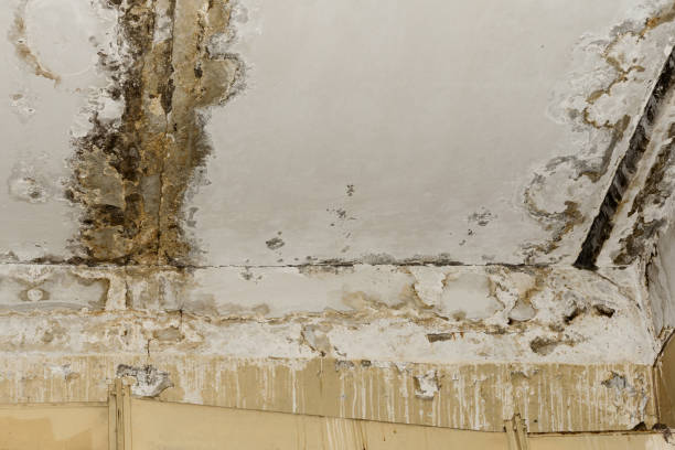 Best Mold Prevention Services  in Batavia, NY