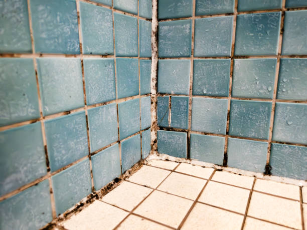 Best Commercial Mold Inspection  in Batavia, NY