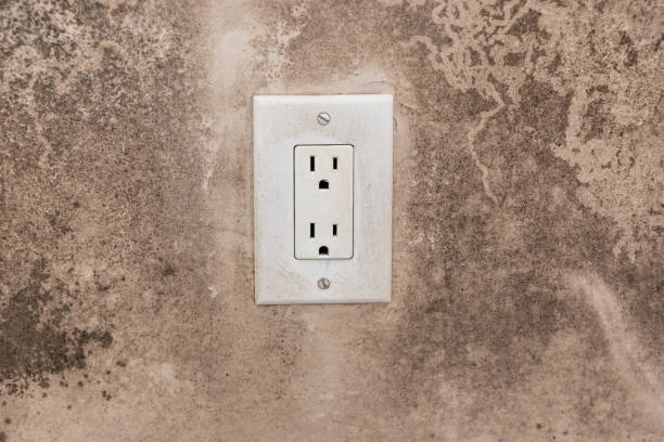 Best Mold Damage Restoration  in Batavia, NY